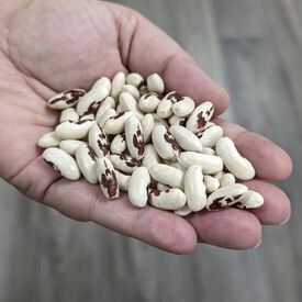 Soldier, Bean Seeds